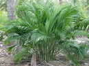 Cat Palm